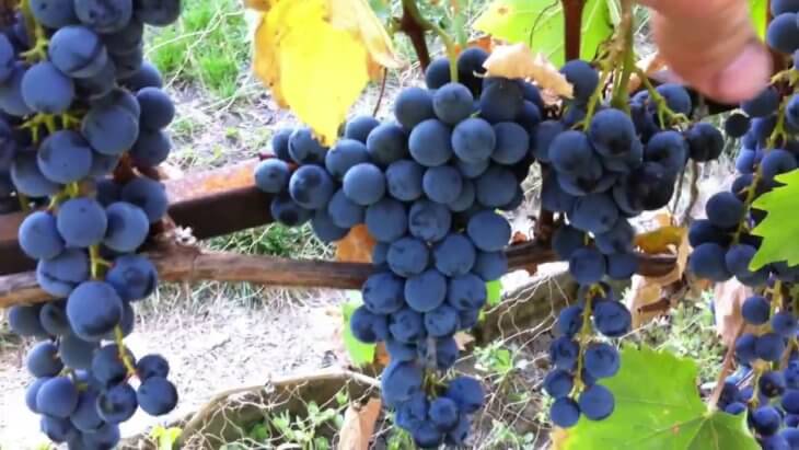 Урожай черного винограда