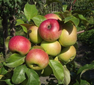 Отличный урожай яблок на собственном огороде