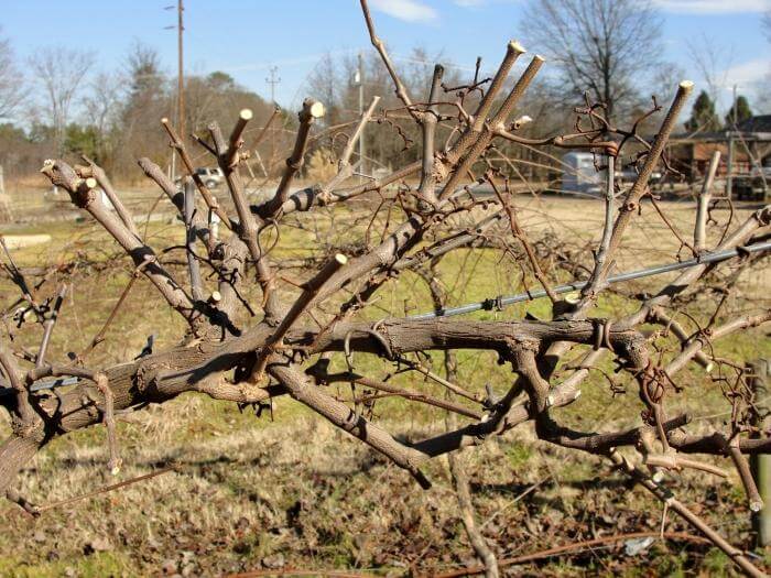 Как омолодить старый куст винограда: правила проведения процедуры