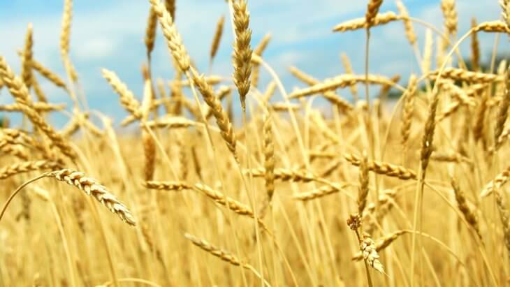 Выращивание пшеницы на поле