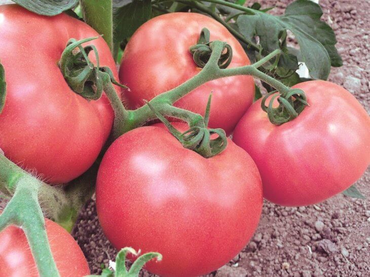 Плоды томатов саду