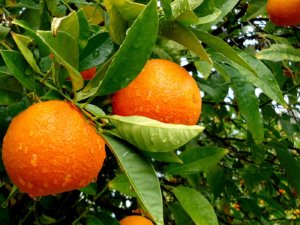 Созревание плодов апельсина в саду