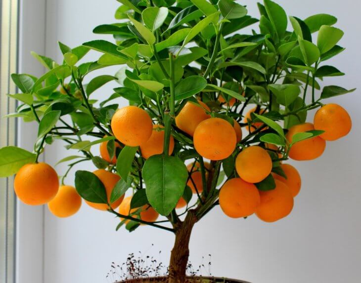 Выращивание апельсина на подоконнике