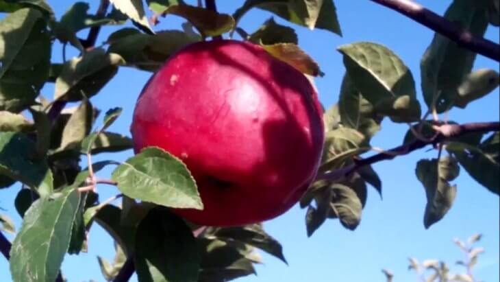 Поспевание яблок