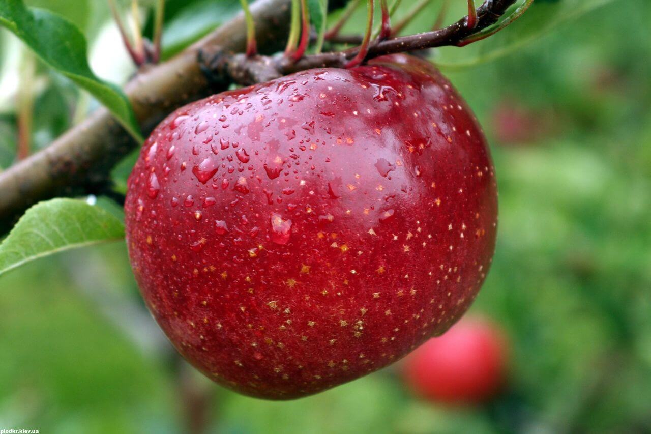 Яблоня Ред Фри - описание сорта, условия выращивания и основной уход