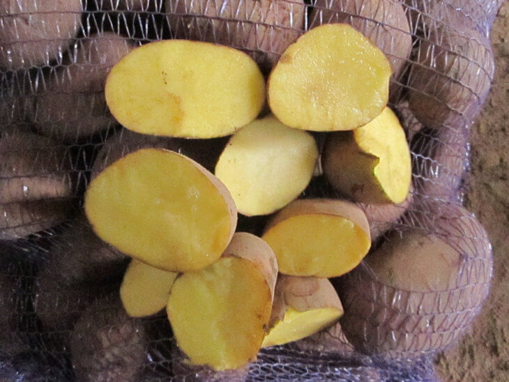 Так выглядят здоровые плоды картофеля 