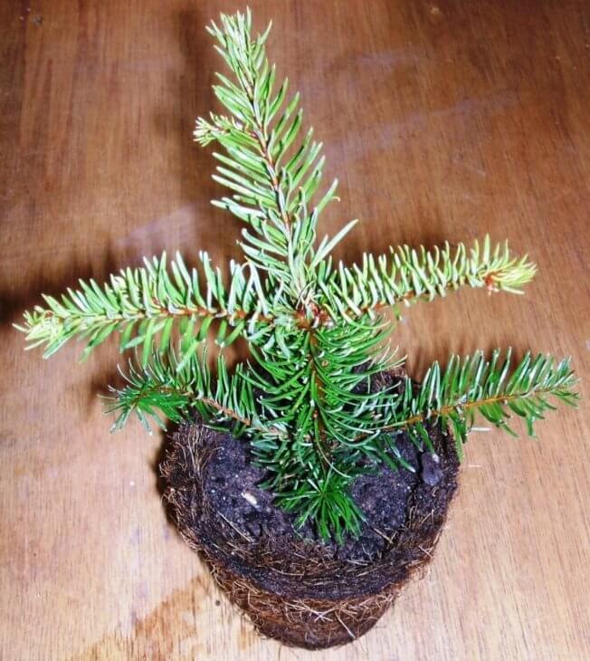 Christmas tree in a pot2