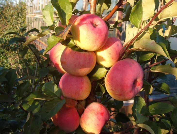 Отзывы о яблоне Услада - описание сорта, особенности выращивания,правильный уход