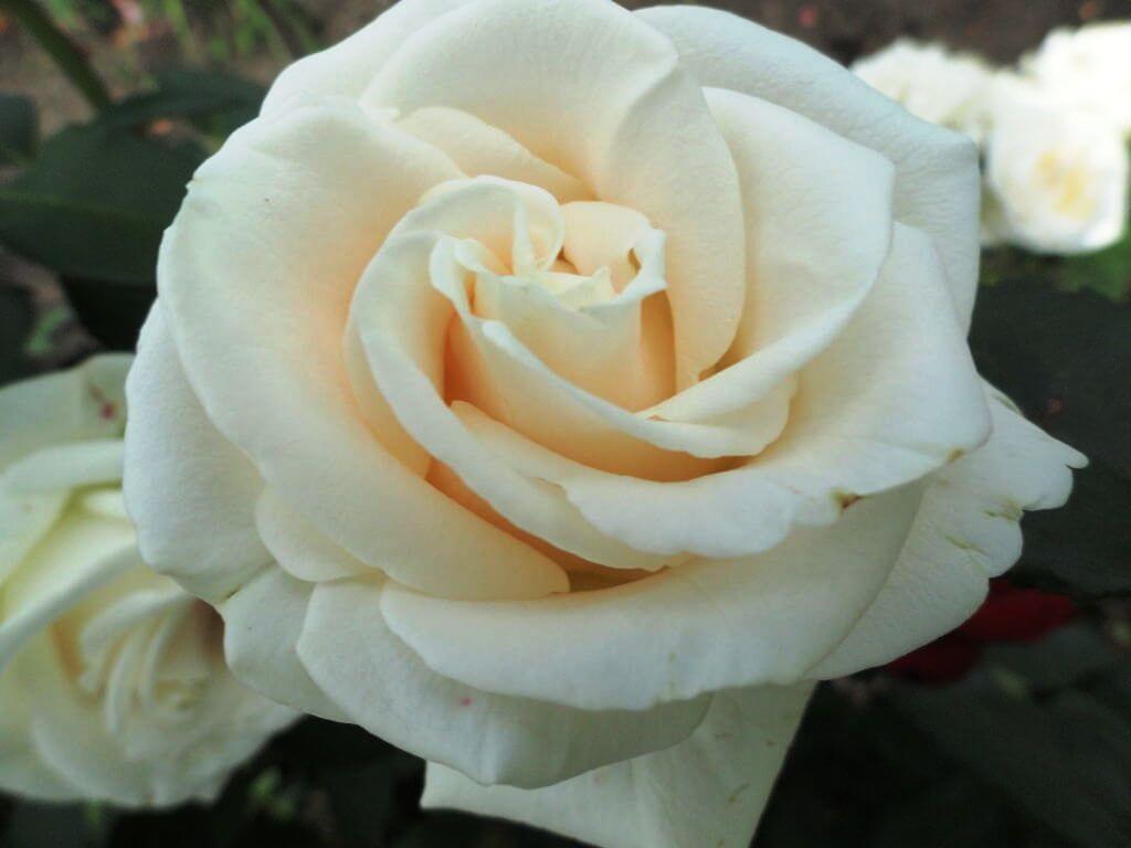 Декоративная роза Анастасия - отзывы и особенности выращивания