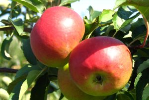 Плоды яблони родниковой