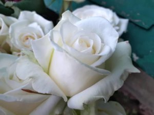 Цветение розы Анастасия