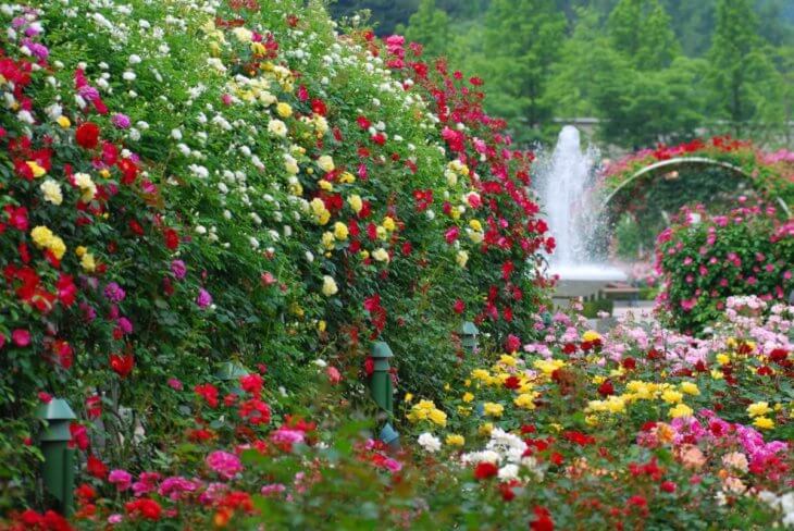 Разноцветные розы на садовом участке