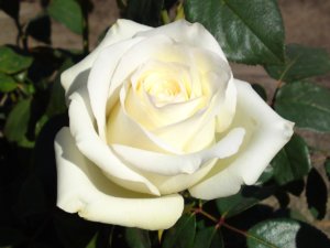 Роза Анастасия прекрасно украсит ваш цветочник