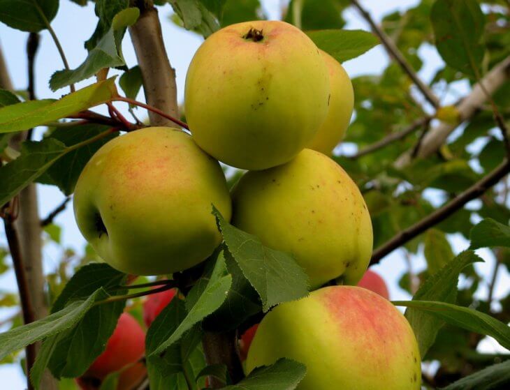 Яблоня Родниковая - описание и особенности сорта, урожайность иплодоношение, основной уход