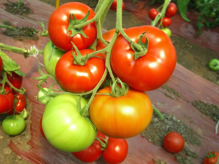 Прекрасный урожай томатов
