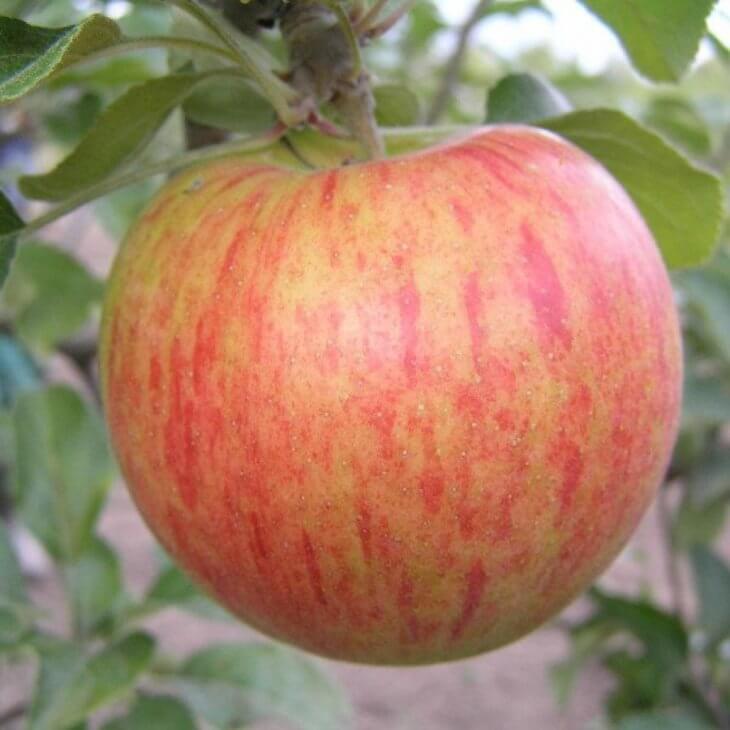 Урожай яблок Орлинка очень богат