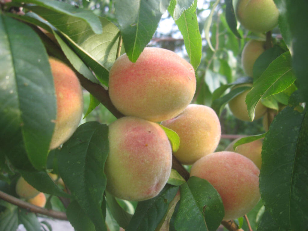 Как прорастить косточку персика: методы выращивания и условиях ухода