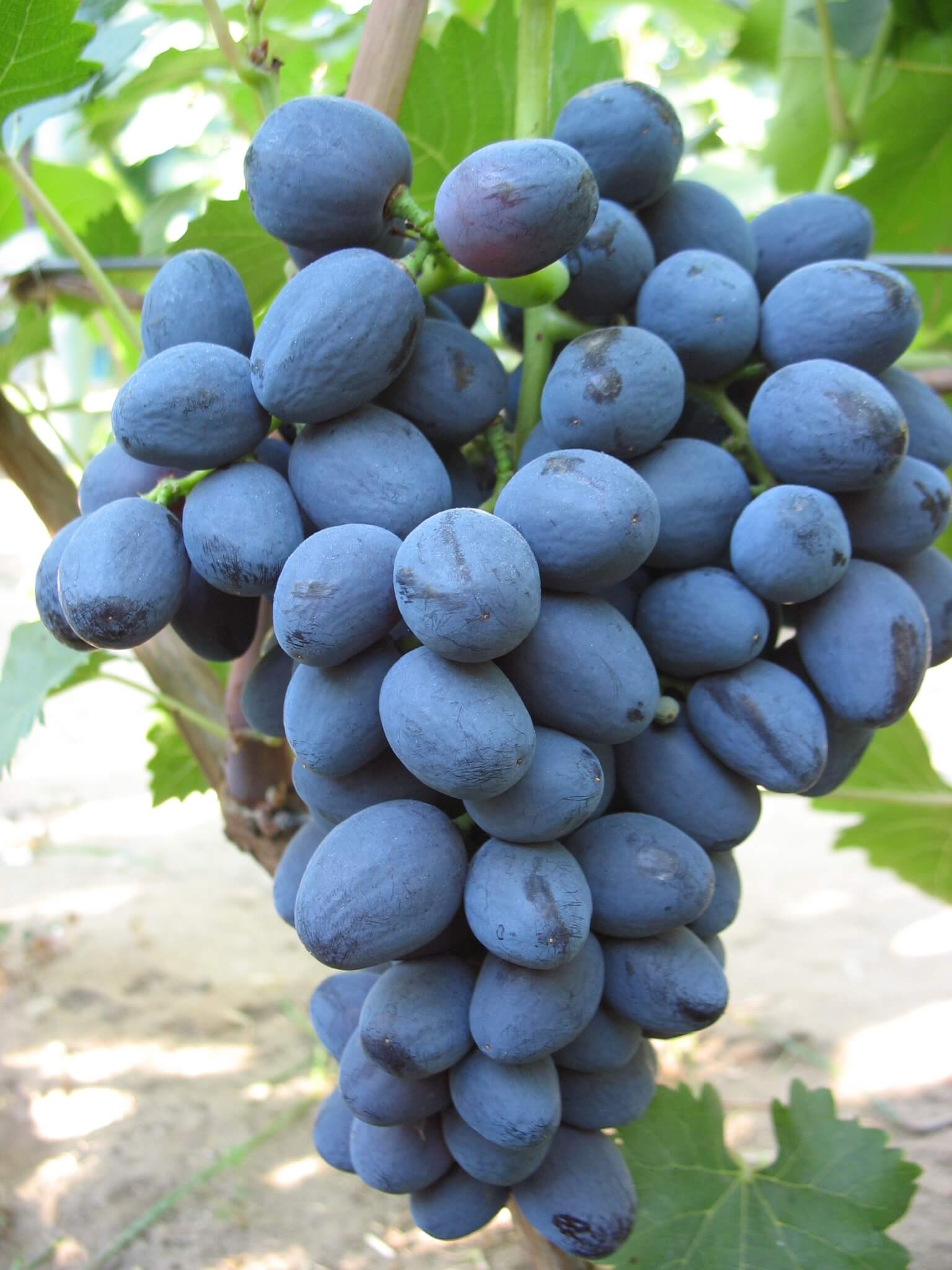 Описание винограда Забава - отличительные черты сорта, описание достоинств