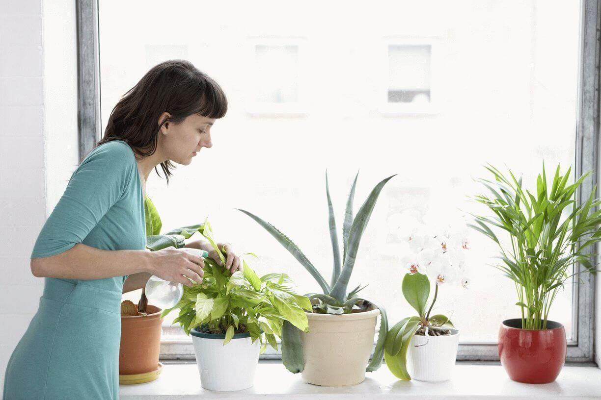 Применение перекиси водорода для комнатных растений: способы и эффективность