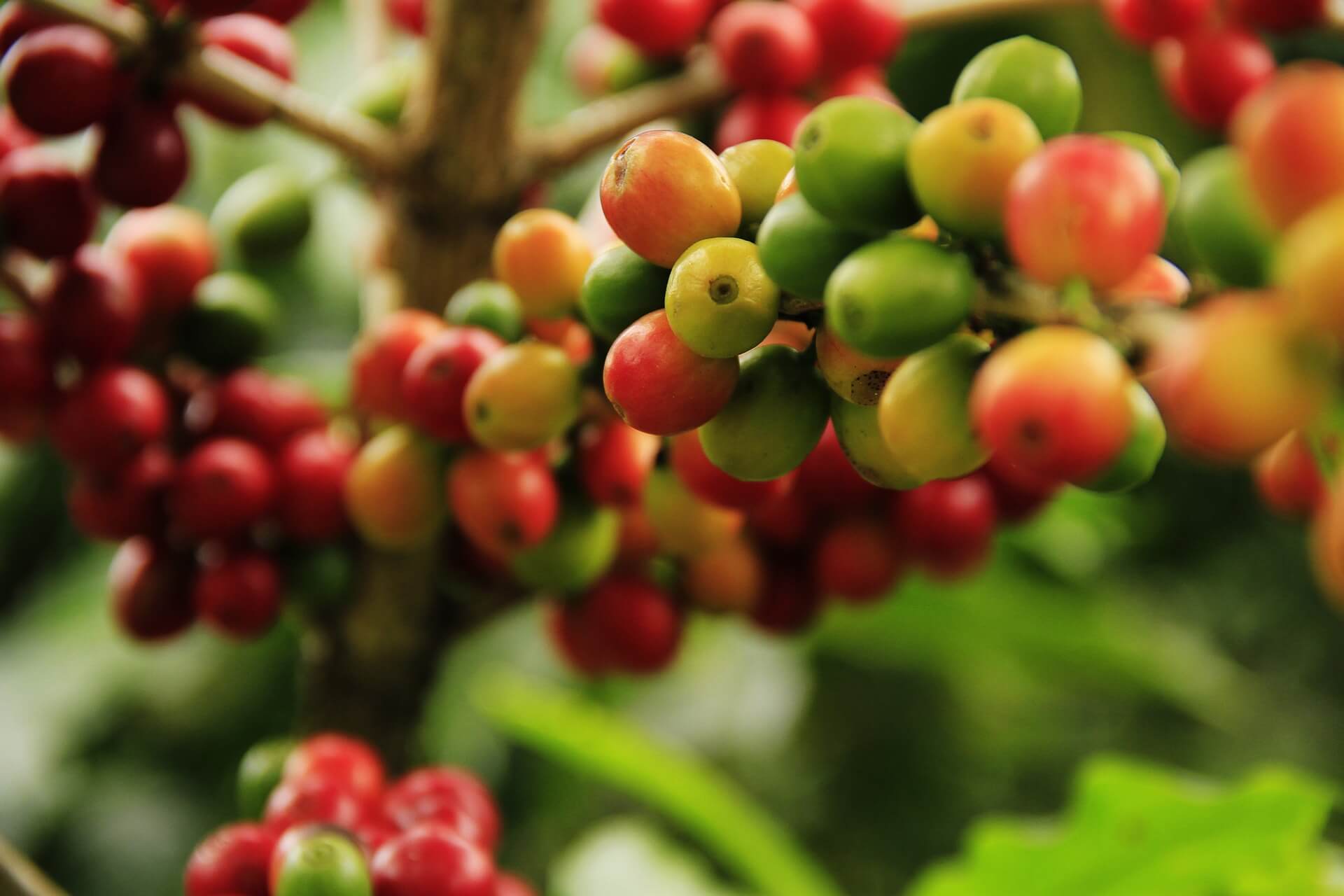 Как растет кофейное дерево: правила выбора и ухода за приобретенным саженцем и возможные проблемы при выращивании