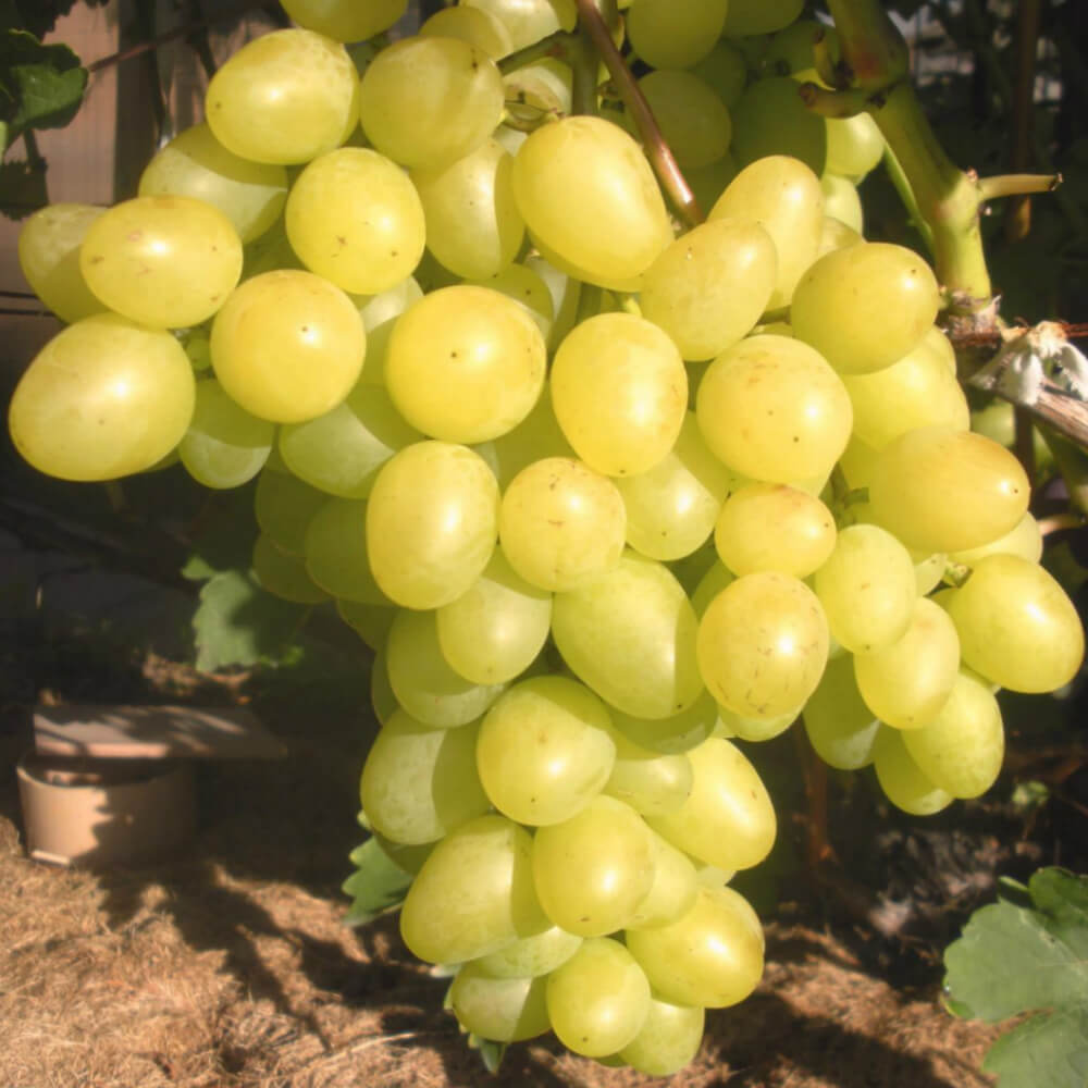 Виноград Аркадия: отзывы о выращивании, правила посадки и ухода,достоинства сорта