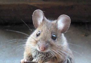 Мыши - главные вредители на даче