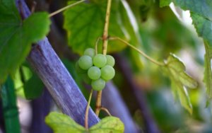 Первые плоды молодого винограда