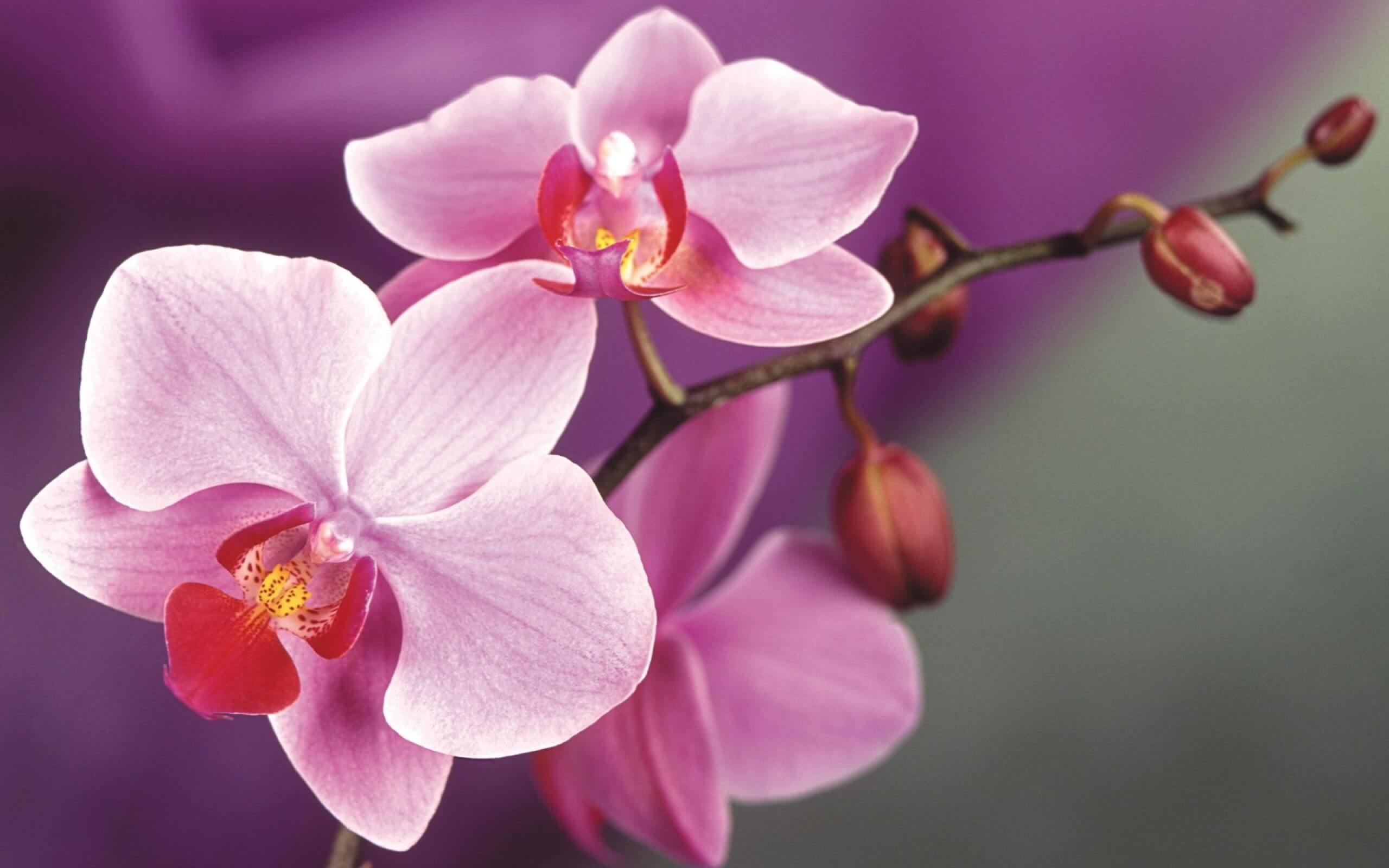 Что делать если у орхидеи сгнили корни: основные методы борьбы