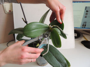 Обрезка орхидеи