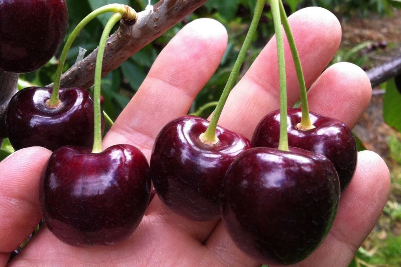 Черешня Крупноплодная - описание сорта, фото, отзывы, характеристики ягоды,как посадить и ухаживать