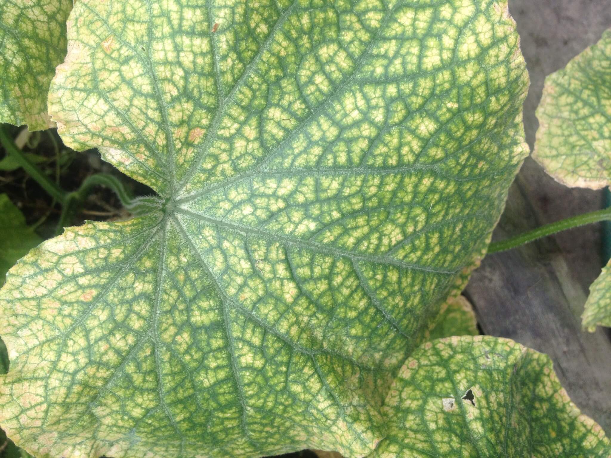 Хлороз листьев огурцов фото лечение в домашних