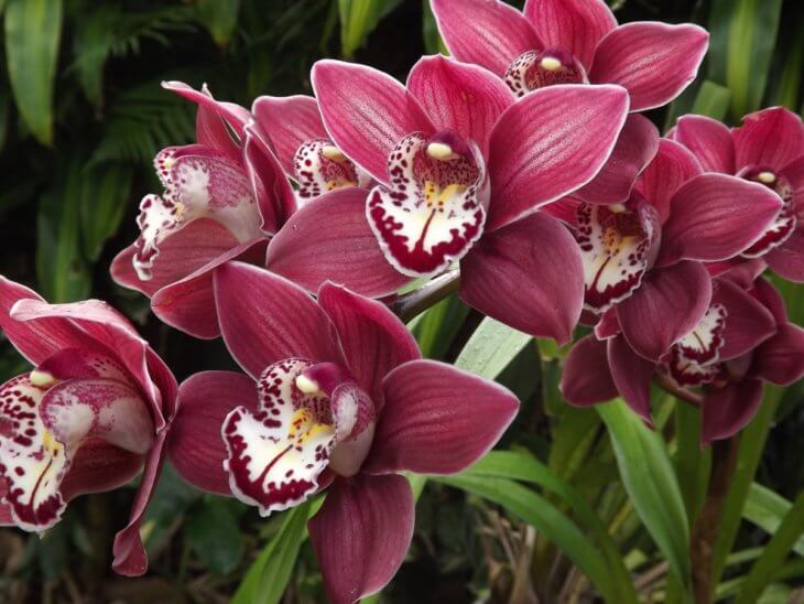 Обильное цветение орхидеи Цимбидиум при хорошем уходе - фото