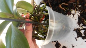 Пересадка орхидеи после цветения - фото