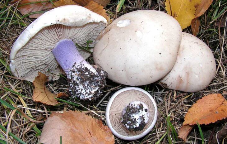 Все о грибах полезные свойства синеножек