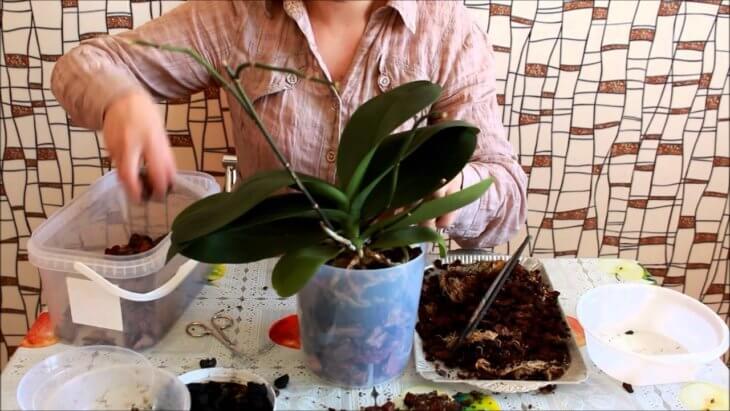 Как пересадить орхидею в домашних условиях?