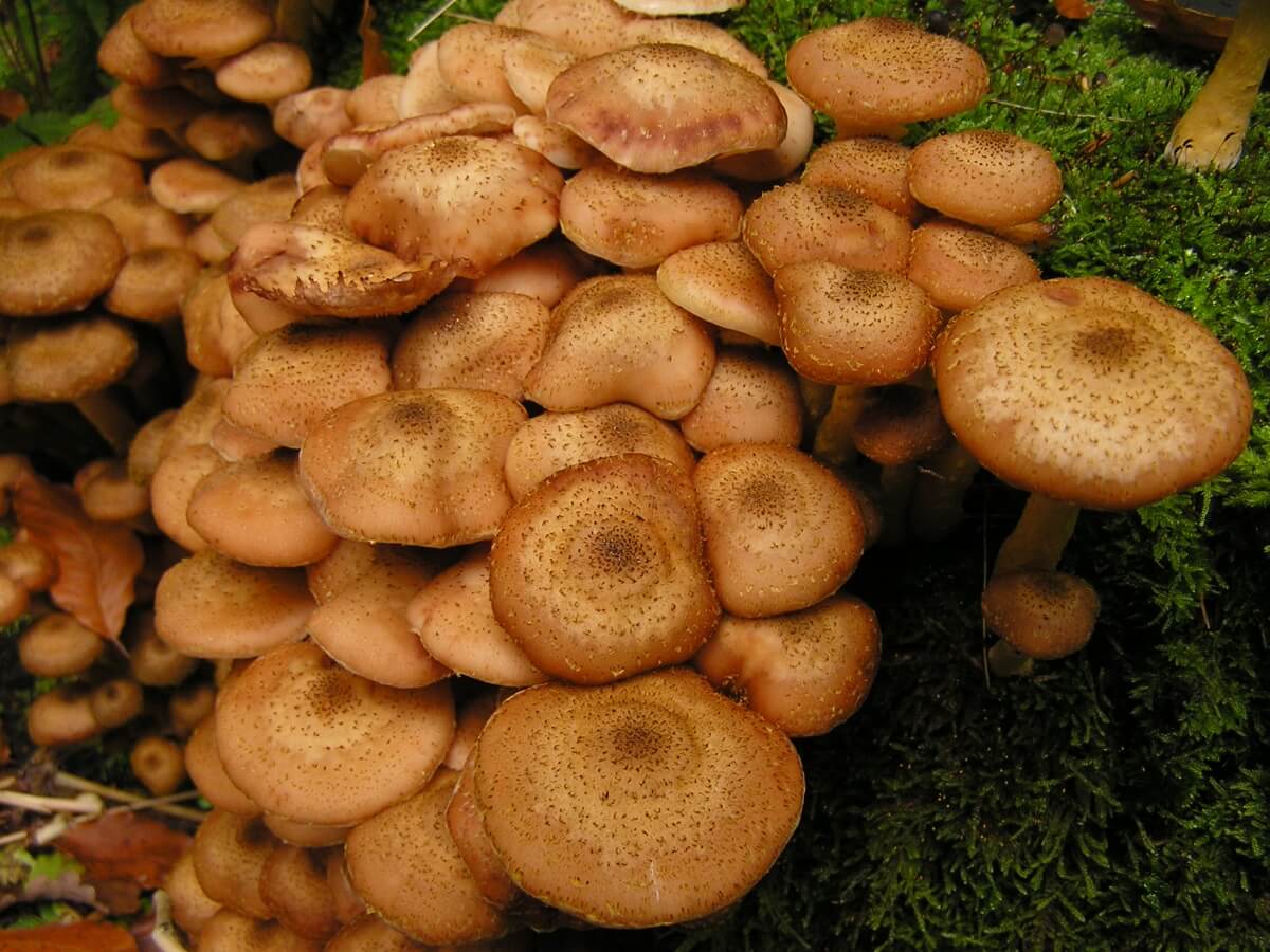 Какие бывают опята, как различить съедобные и несъедобные грибы
