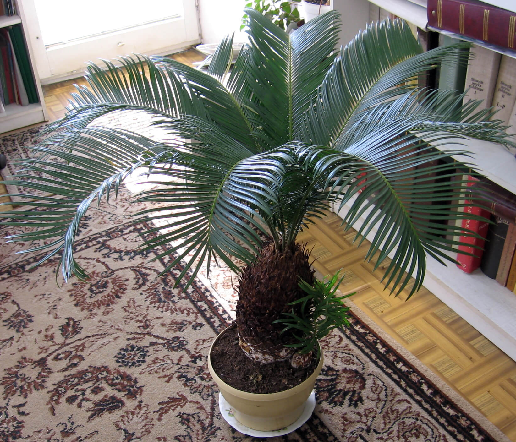Цветок пальма домашняя фото и названия