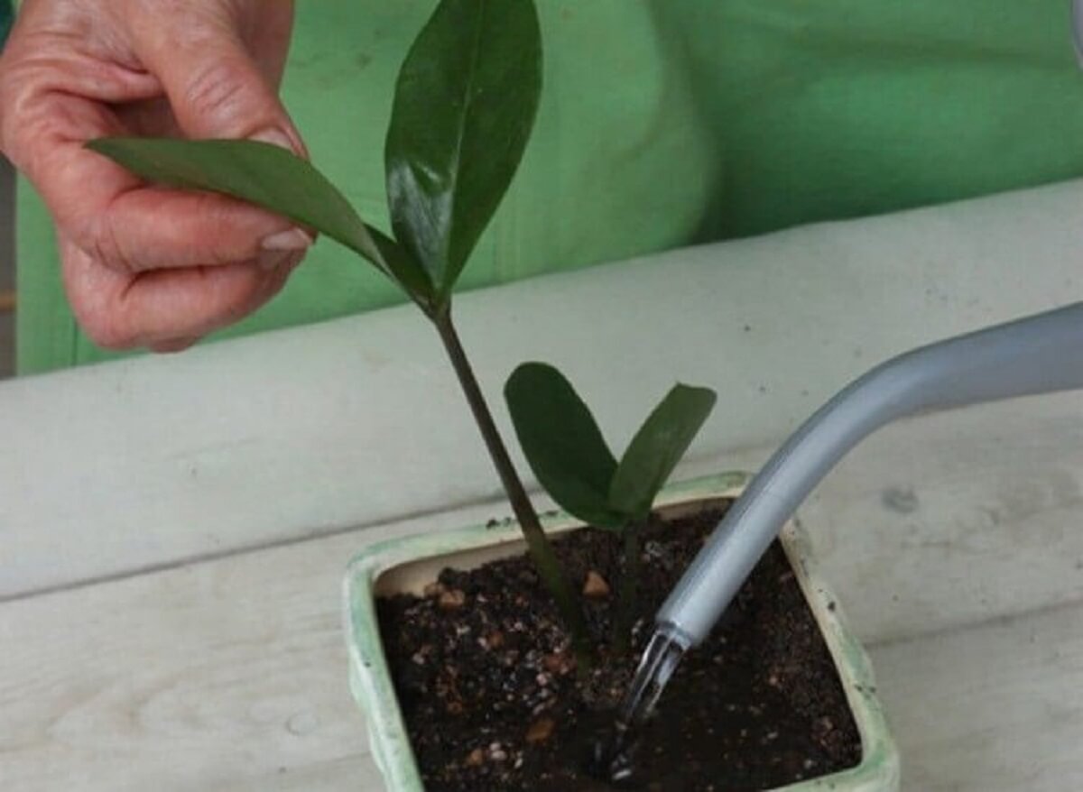 долларовое дерево размножение листом фото пошаговый