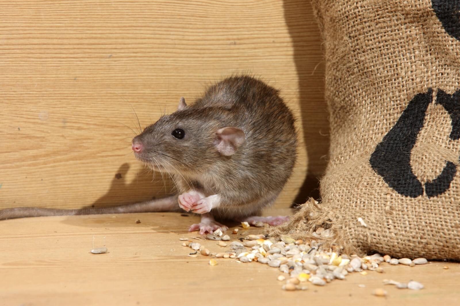 Народные средства от крыс в частном доме, способы борьбы с помощью ловушек, отравления