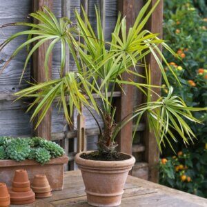 Особенности выращивания комнатной пальмы — секреты большого и красивого дерева