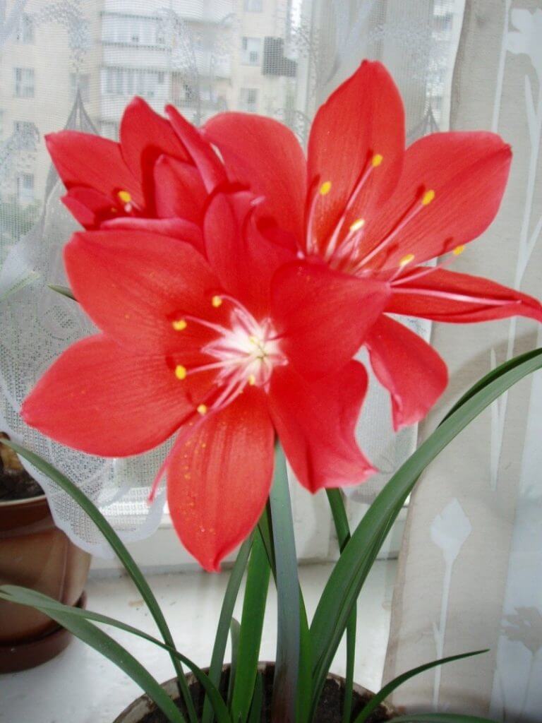 Цветок с длинными листьями и красным цветком луковичное название фото