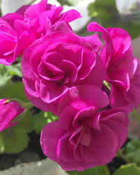 розовый цветок герани
