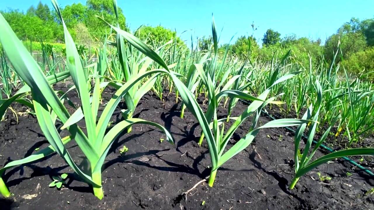 Посадка чеснока рокамболь. Лук-чеснок Рокамболь. Лукочеснок Рокамболь. Всходы Рокамболя. Лук причесночный Рокамболь.