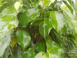 листва фикуса