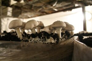 грибы в мешках