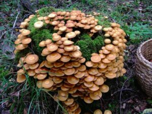 пень с грибами
