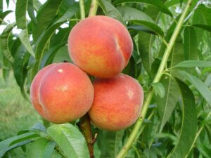 Редхевен - самый лучший сорт персика из Америки