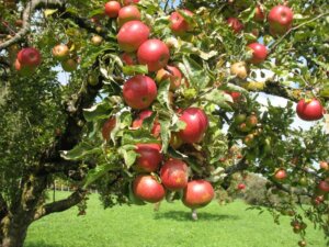 Крымские сорта яблок, их характеристика и применение